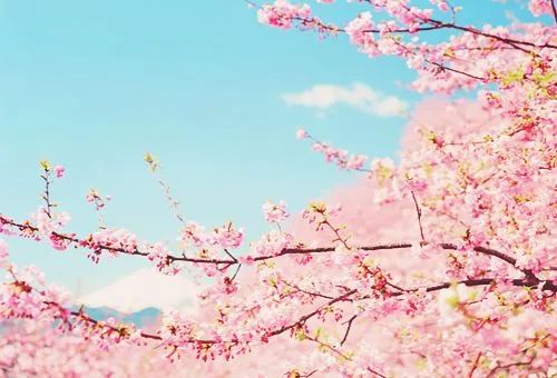 第三十八届樱花书画大赛,首届樱花杯诗词大赛获奖名单