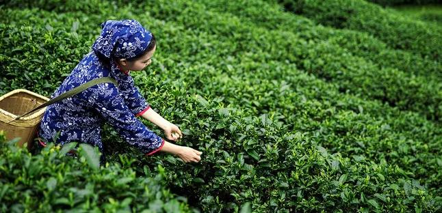 南宁上林亲子游,马山上林宾阳自驾游