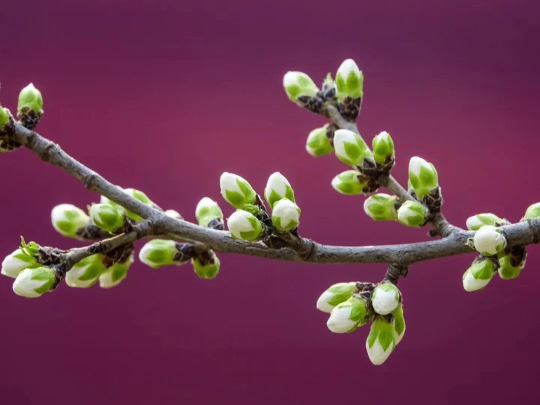 张氏帅府博物馆和沈阳故宫多远,张氏帅府和沈阳故宫先去哪合适