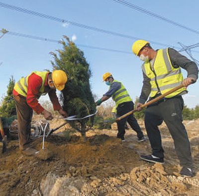河北雄安新区端村镇千年秀林,雄安新区植树基地