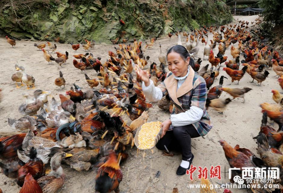 融安县贫困户脱贫,广西融安县沙子乡贫困农村