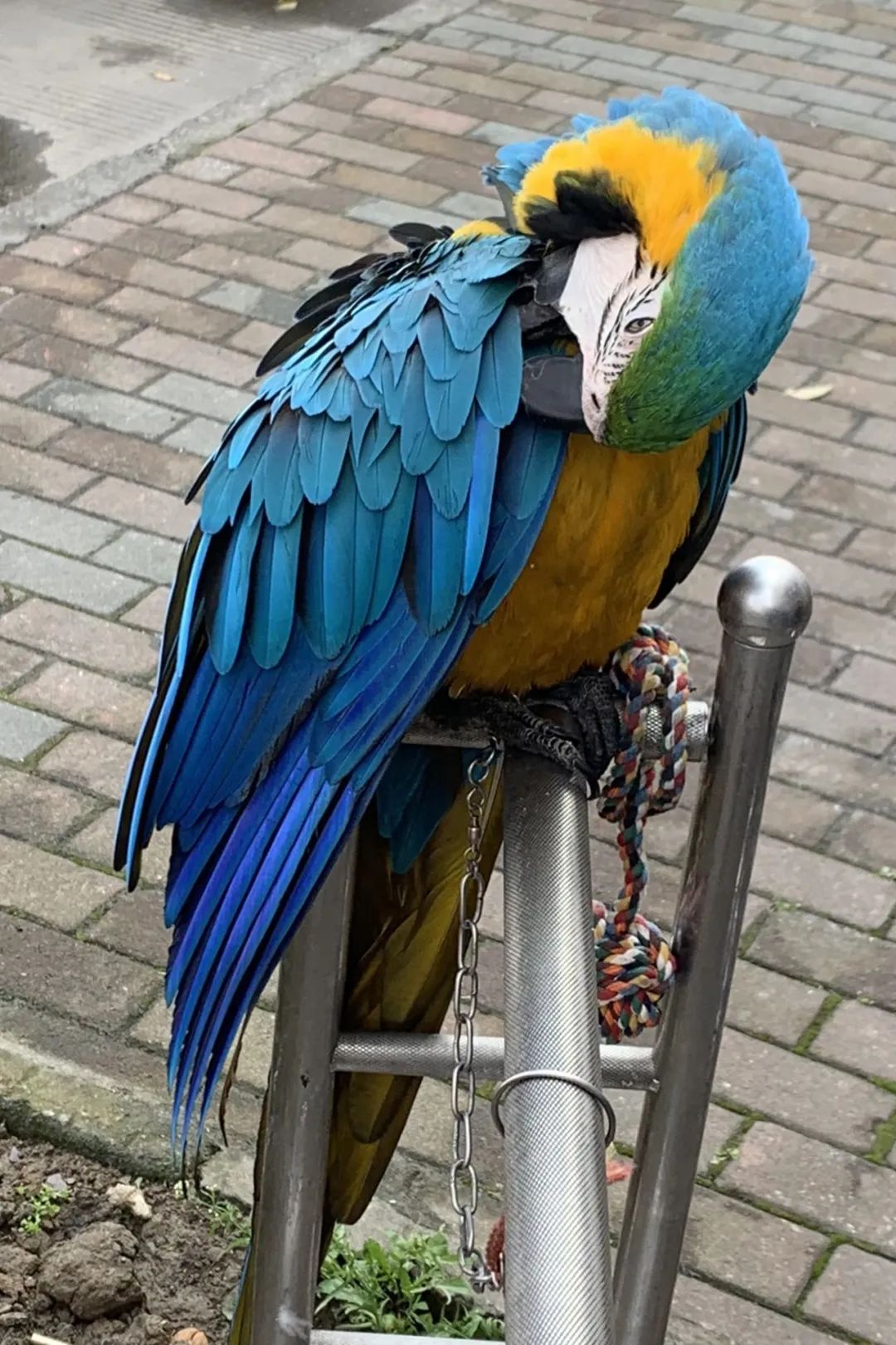 一老板花9000元买下只鹦鹉，8年后，意想不到的事出现了