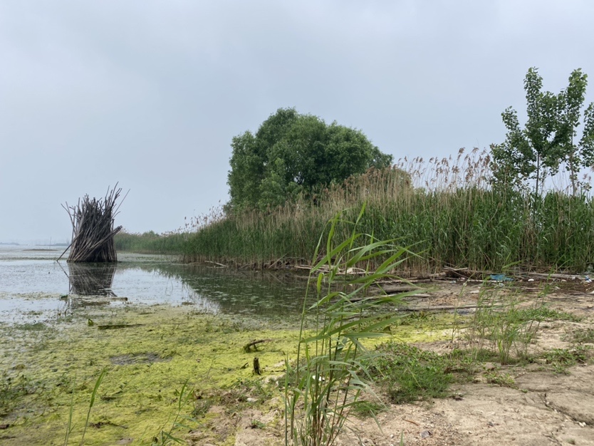 骆马湖秋季鲫鱼,骆马湖最大鲫鱼