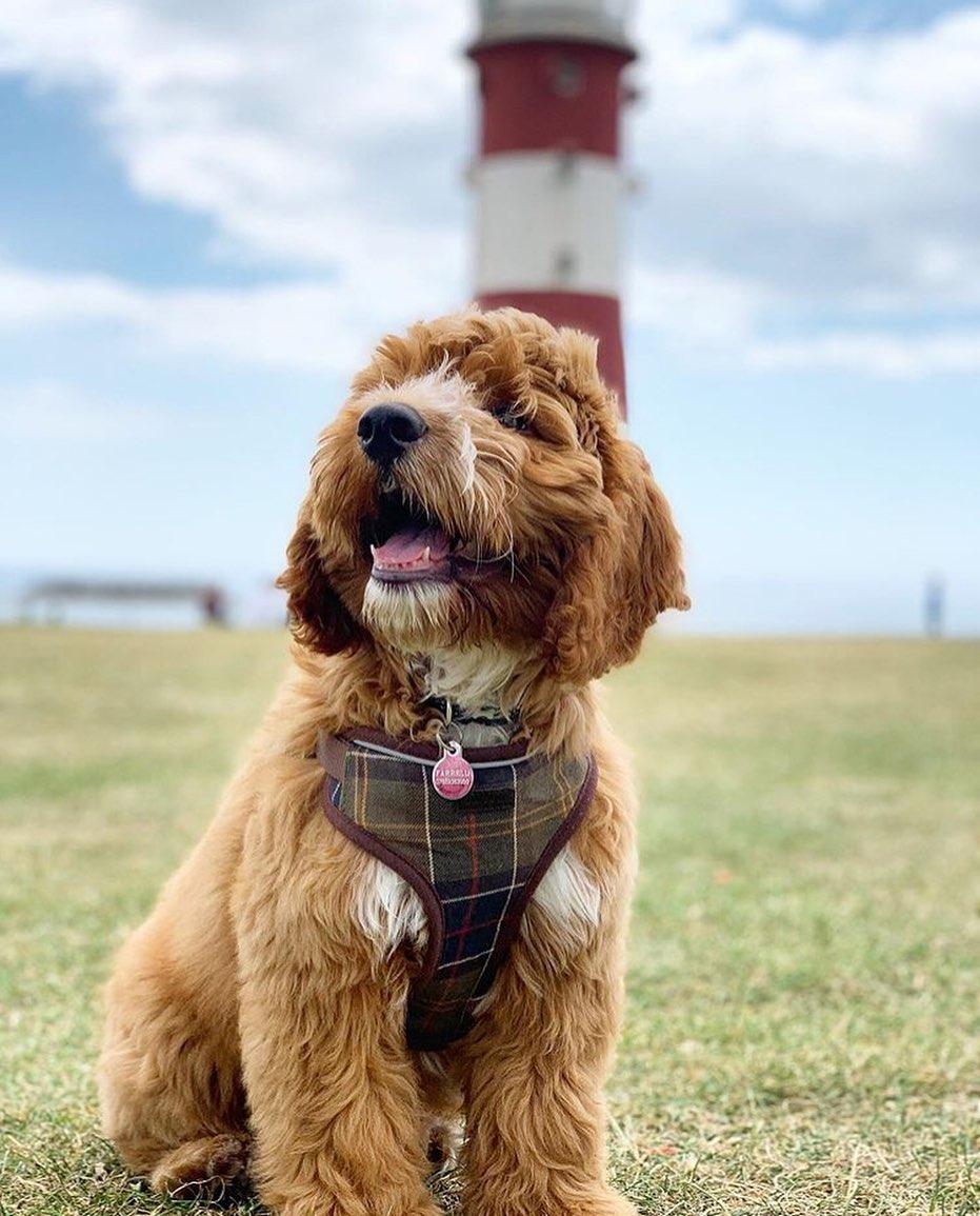 终于找到满眼都是你的狗子了,终于找到同类的哈士奇