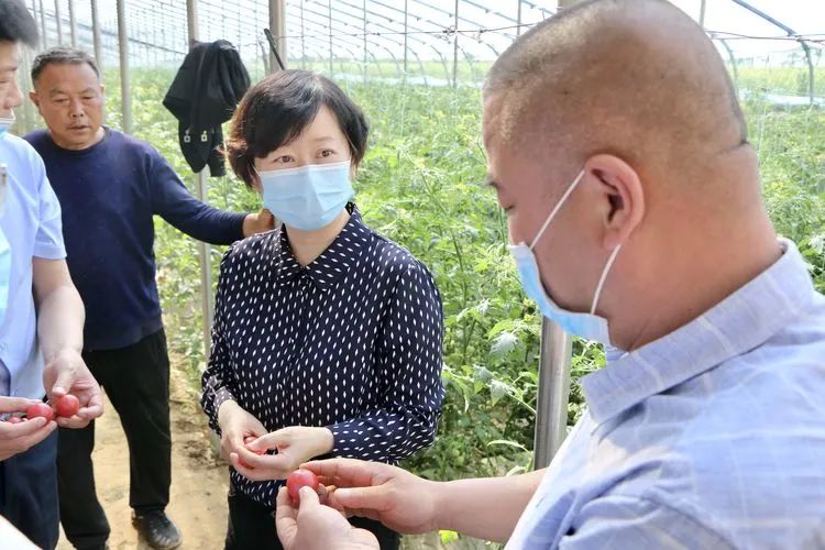 县委书记刘莉,赵继红到平原镇调研脱贫攻坚工作