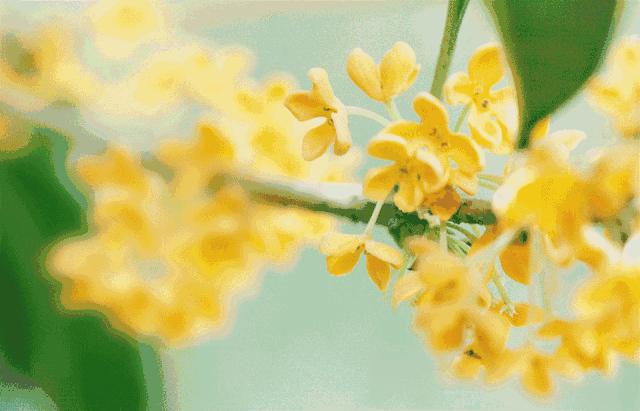 南京江宁赏秋,秋分时间景色图