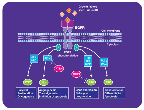 头颈部鳞癌免疫治疗价格,头颈部鳞癌免疫治疗进展ppt