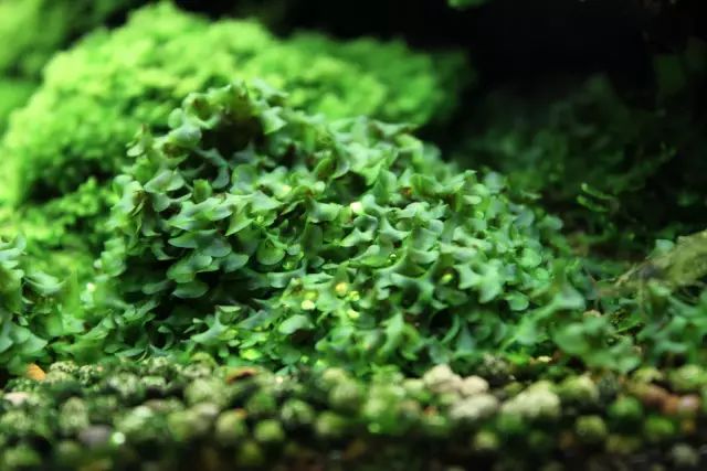 草缸适合养哪些冷水生物,纯绿苔缸适合养什么