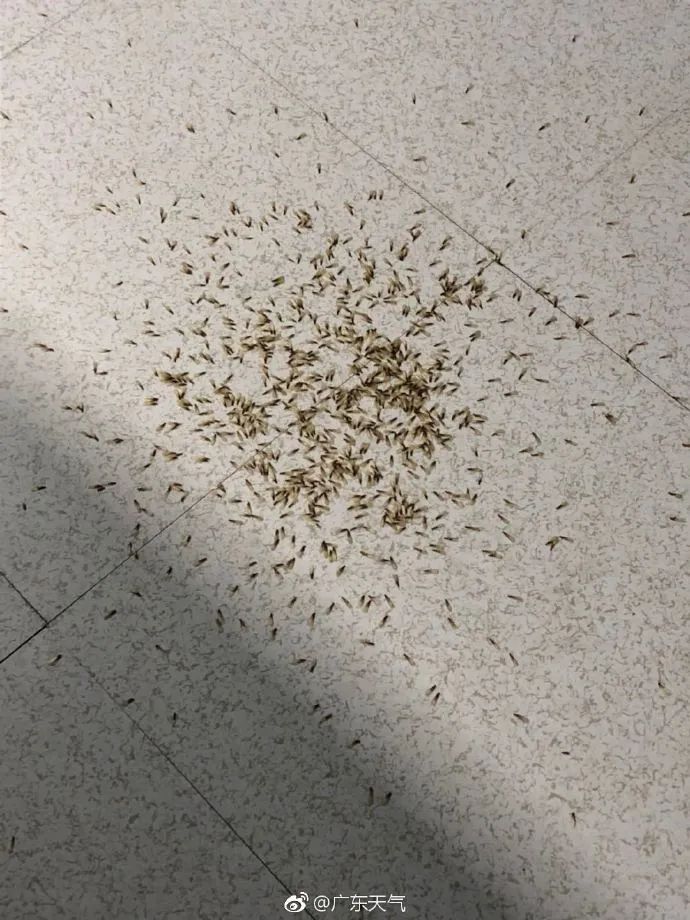 太多多多……了！最近很多人被吓得不敢开灯，只因它们又来“空袭”