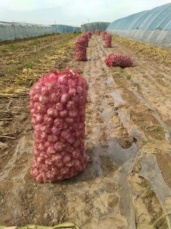 大蒜行情中牟大蒜,中牟大蒜今年蒜价