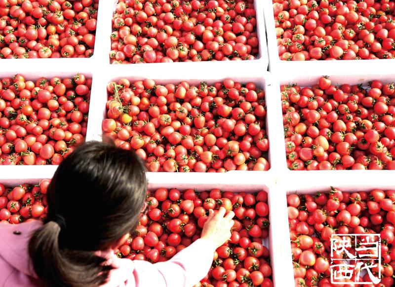 疫情之下菜篮子,疫情之下蔬菜种植