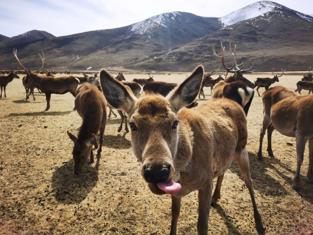 闈掕棌楂樺師涓婄殑椹箍,楂樺師涓婄殑椹箍
