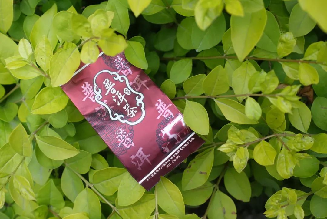 普洱熟茶为什么泡不开,普洱熟茶为什么不能存放