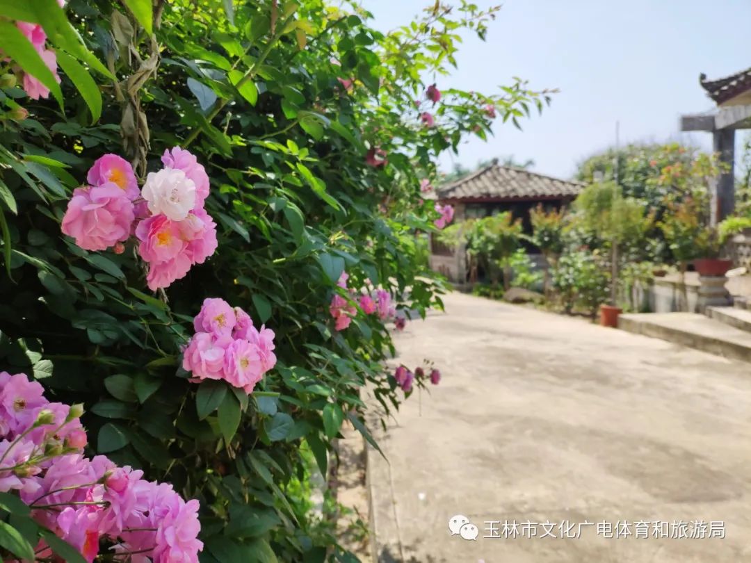 分享|“云游”林间小屋、石砌村道、稻田果树！乡村康养的好去处