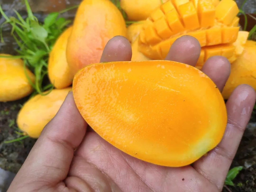 小台农贵妃芒哪个口感好,小台芒香甜滑嫩甜而不腻