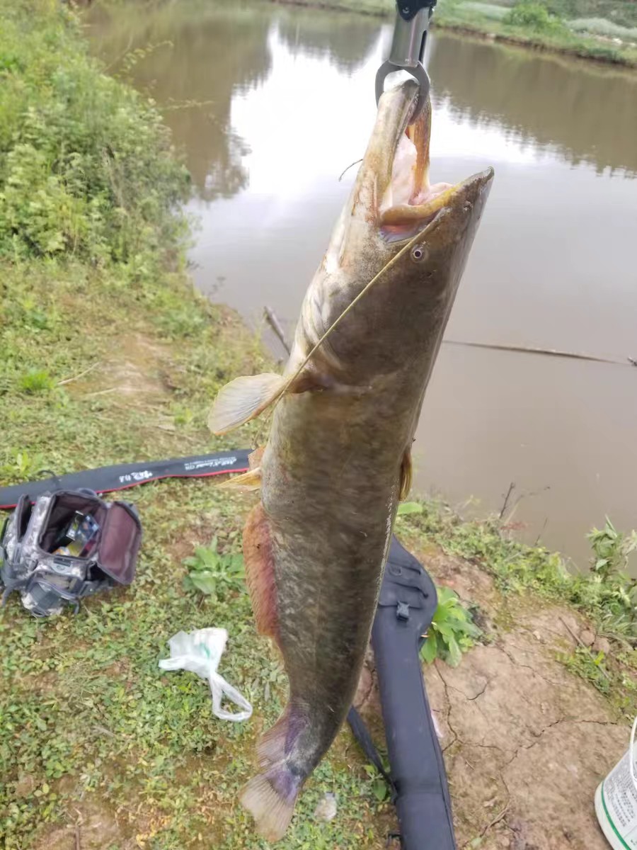 上鱼是什么体验,上鱼必备品榜单是什么意思