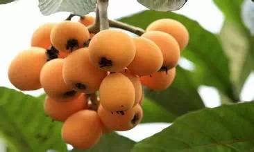 二三月份的应季水果有哪些,五月份应该吃的应季水果