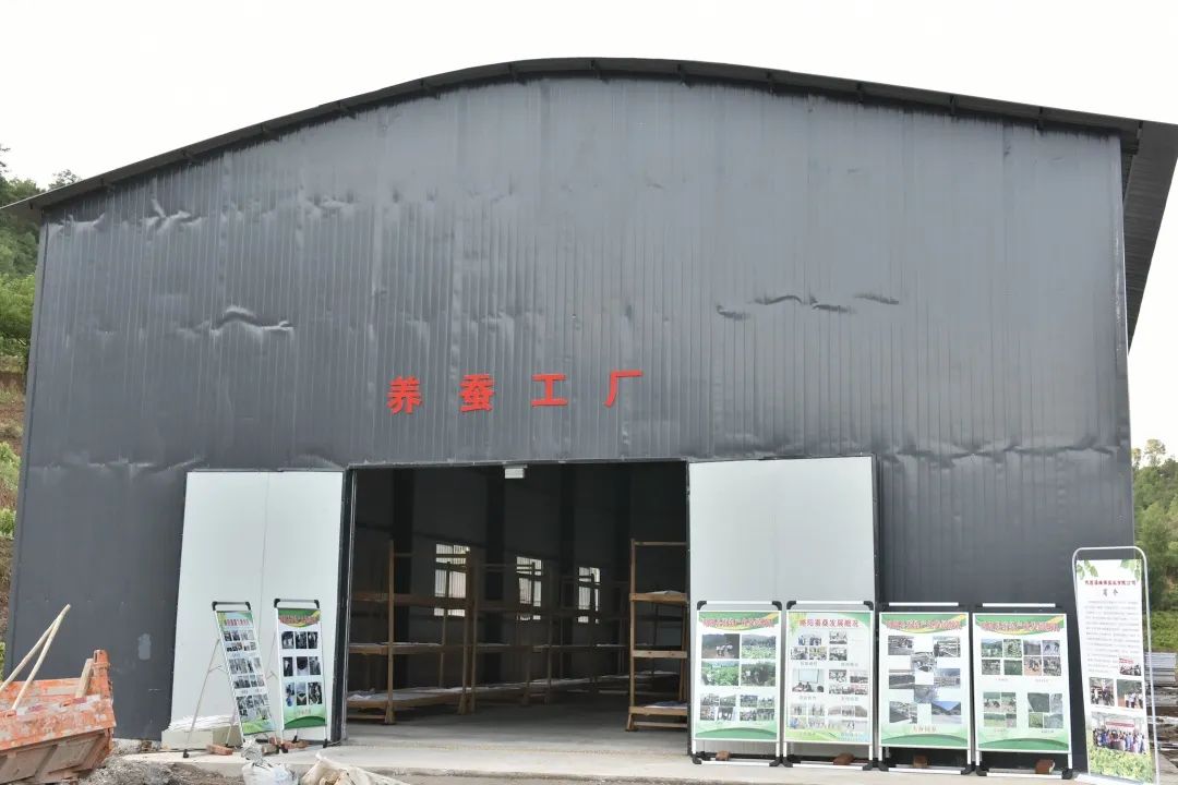 蚕宝宝怎么才能吐出金丝,蚕宝宝吐出透明色液体