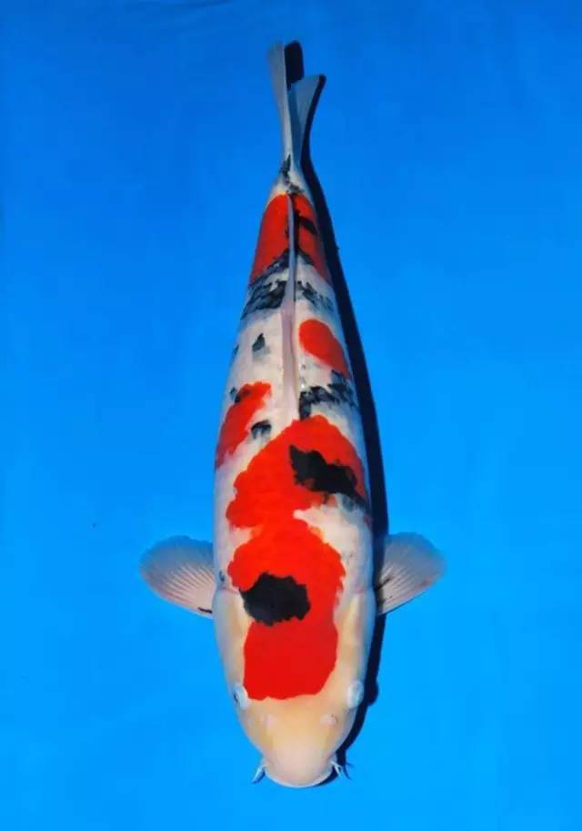 锦鲤的饲养方法及注意事项,锦鲤养到最后鱼友为什么不想养了