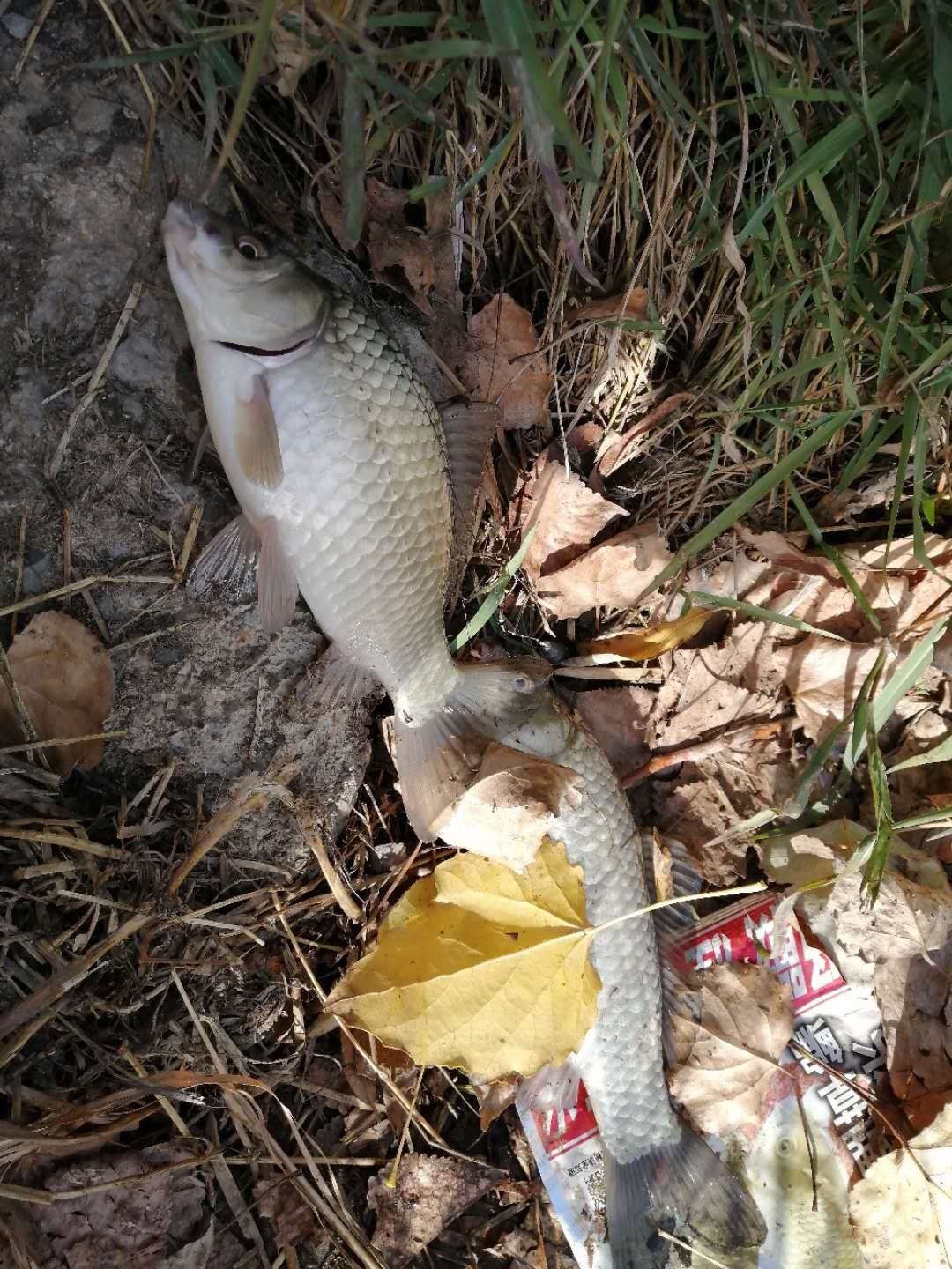 普通自制串钩最简单方法,如何自制马口串钩