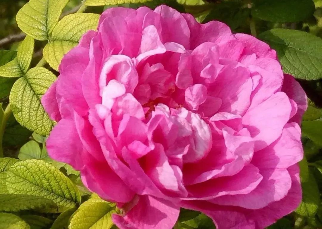 淄博景区半价,淄博3月底免费景点免费开放通知