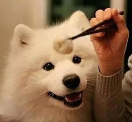 狗为什么改不了食屎的习惯,狗改不了食屎的习惯怎么办