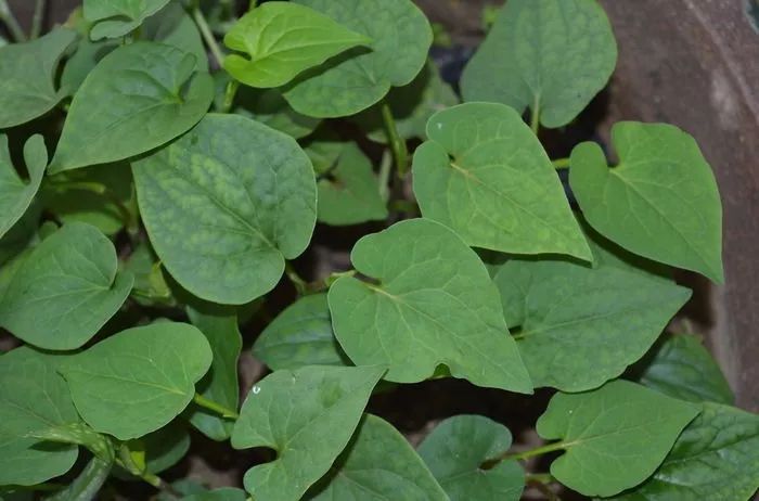 客家狗贴耳叫什么,狗贴耳贴的功效