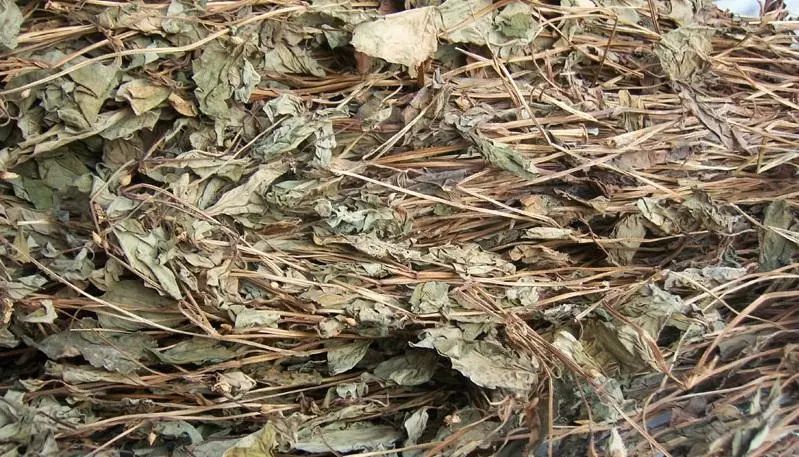 客家狗贴耳叫什么,狗贴耳贴的功效