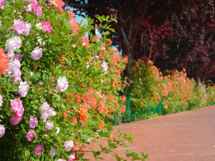 月季花开美的让人陶醉,青州市月季花节
