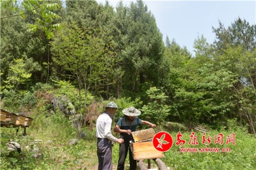 “二贾”高山蜜，致富“新法宝”