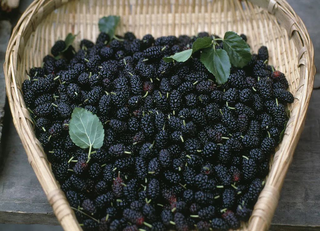 二十四节气小满英语翻译,小满这个节气用英语如何介绍