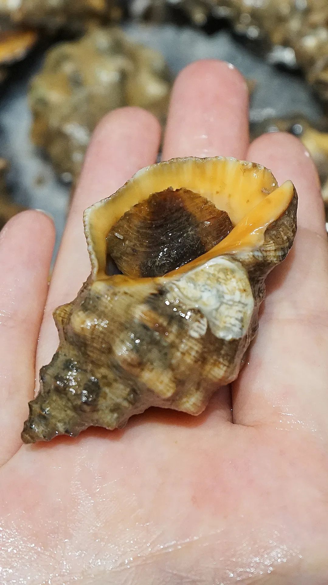 “浙C”注册不下来，愁坏温州老板娘！老乡老乡，真的是背后一枪？