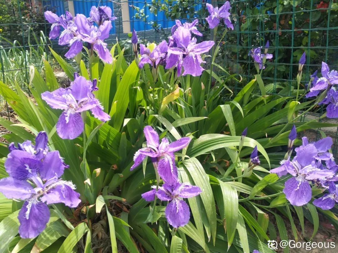 绿道有哪些科普,绿道花卉