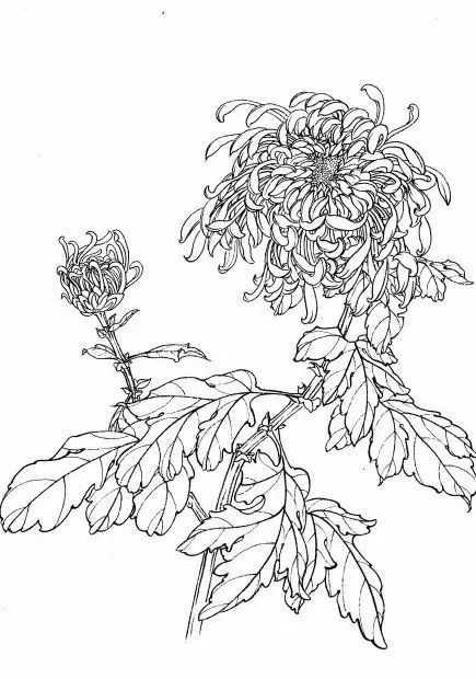 白描菊花国画如何上色,国画白描菊花图片大全
