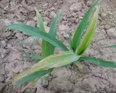 玉米苗心发黄腐烂还能救吗,玉米苗发黄不长怎么补救