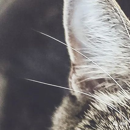 能拍彩色照片的大熊猫,大熊猫为啥不能拥有一张彩色照片