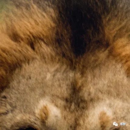 能拍彩色照片的大熊猫,大熊猫为啥不能拥有一张彩色照片