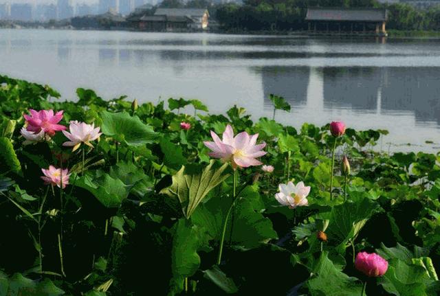 小朋友眼中的风景,小朋友眼中的景德镇