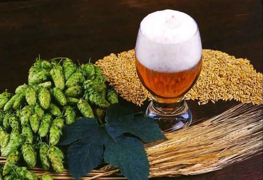 啤酒消痘痘,喝啤酒会消除痘痘吗