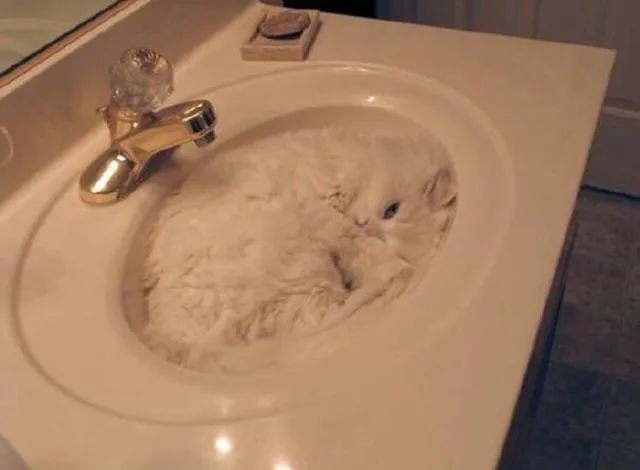 为什么说猫是液体,猫是不是液体做的