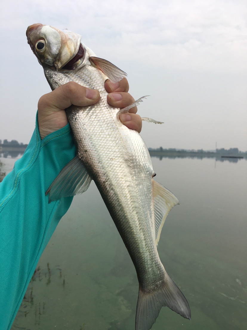 山湖水库迎风甩大鞭，没点技术怎么擒住斤翘