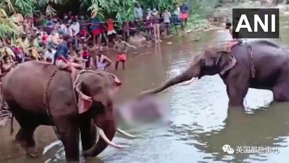 怀孕母象遭喂食藏火药,怀孕母象吃炸弹菠萝