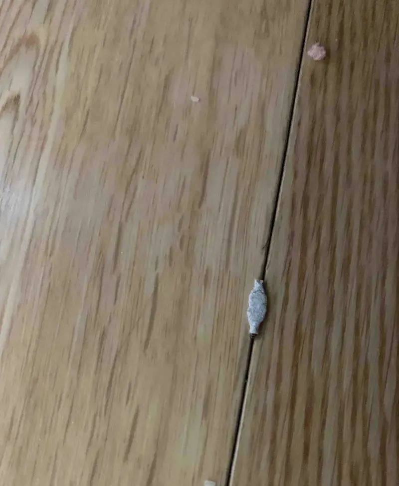 家里有很多小黑虫蠕动怎么回事,抓也抓不住的小虫子