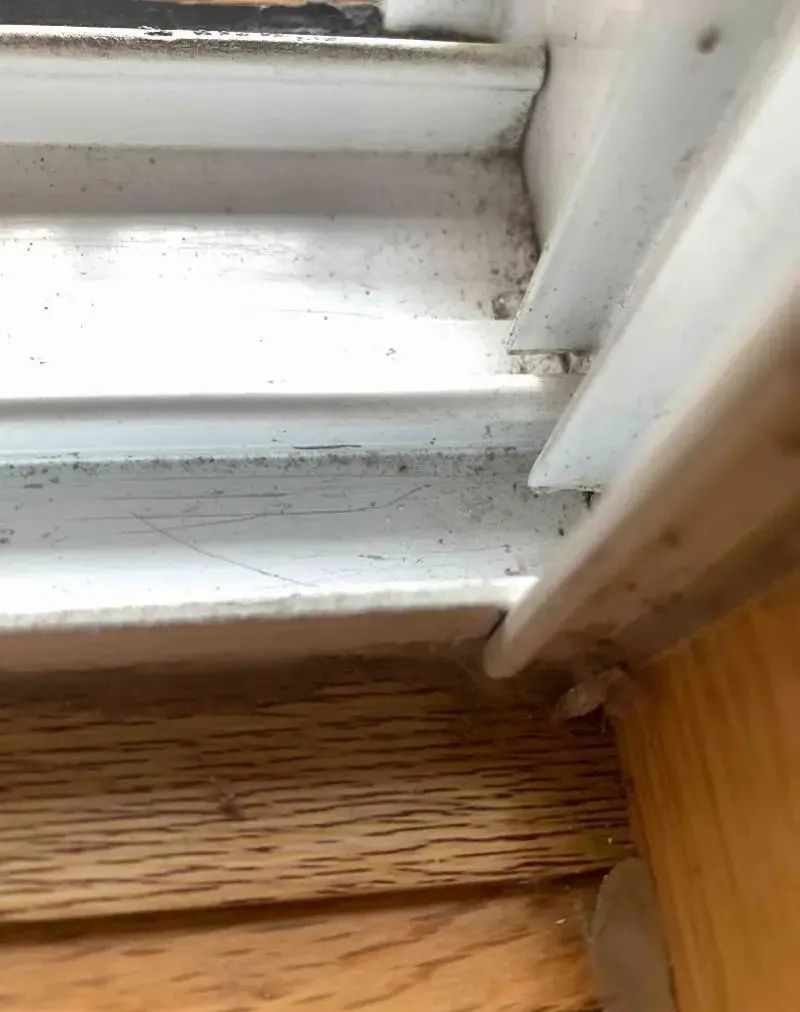 家里有很多小黑虫蠕动怎么回事,抓也抓不住的小虫子