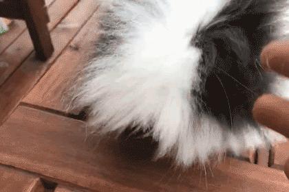 每天在家里抓10多只虫,每天在家里抓10只虫子