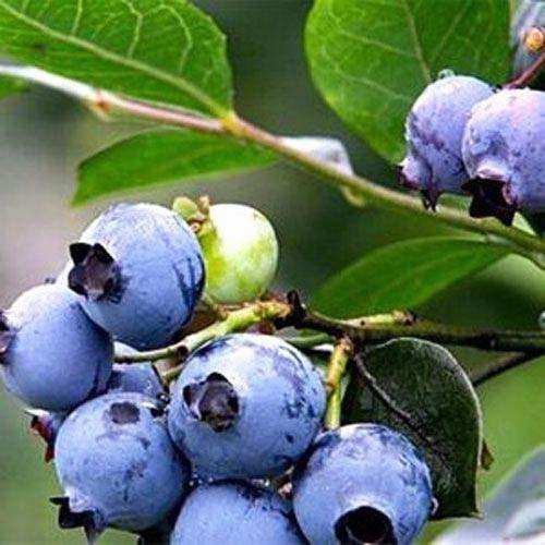 象山大徐镇的蓝莓,象山摘蓝莓