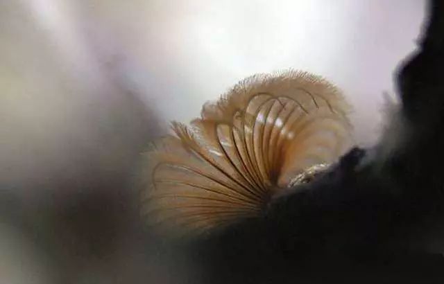 活石掉的粉末有害吗,活石里面虫子会寄生小鱼吗