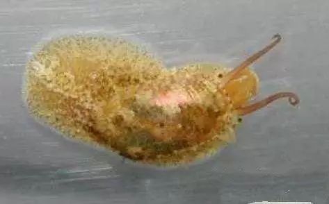 活石掉的粉末有害吗,活石里面虫子会寄生小鱼吗