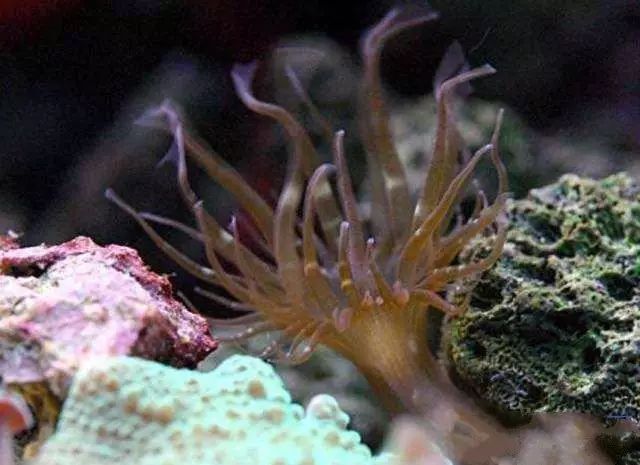 活石掉的粉末有害吗,活石里面虫子会寄生小鱼吗