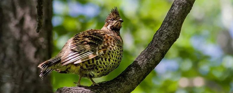 为什么飞龙不是恐龙,飞龙不是蜈蚣吗